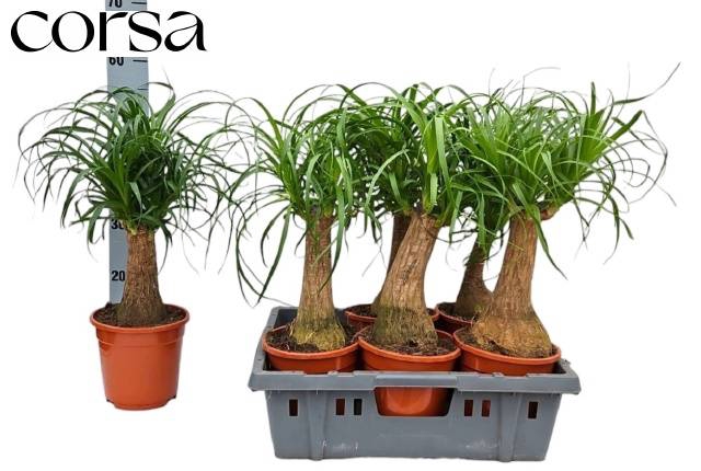 <h4>NOLINA (BEAUCARNEA)</h4>