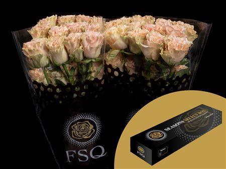 <h4>R Gr Exotix Pop Box</h4>