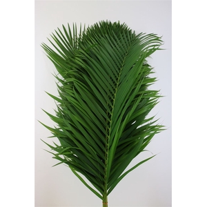 Cane Palm 120cm