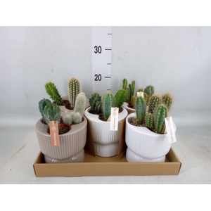 Cactus   ...