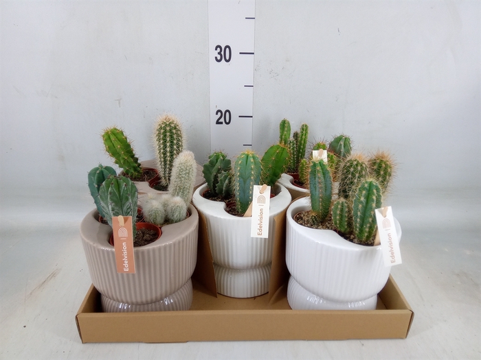 <h4>Cactus   ...</h4>