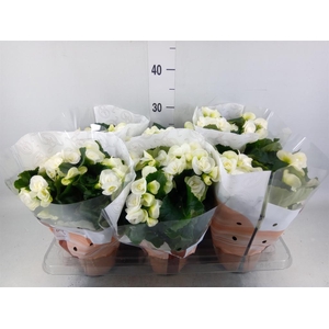 Begonia elat. HL 'Clara'