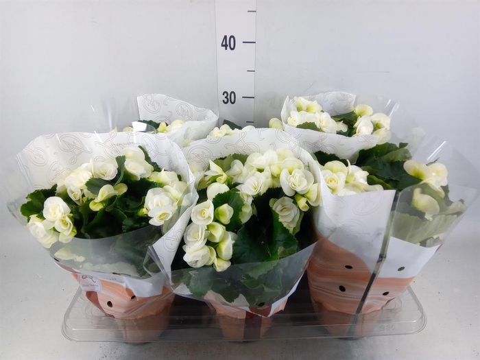 <h4>Begonia elat. HL 'Clara'</h4>