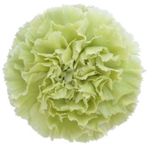 Di St Prado Mint