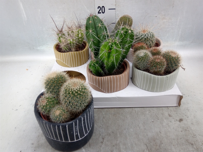 <h4>Cactus   ...</h4>