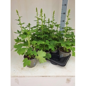 Delphinium el. 'PacG MagicFountian'