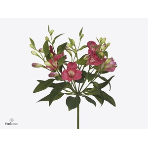 Alstroemeria fl noa