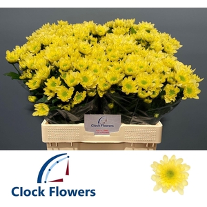 CHR T RADOST YELLOW