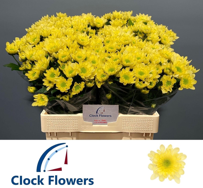 <h4>CHR T RADOST YELLOW</h4>