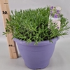 Lavandula angustifolia Essence Pur