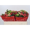 Hypericum Rainbow Romance