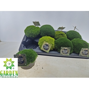 VASTE PLANTEN OV