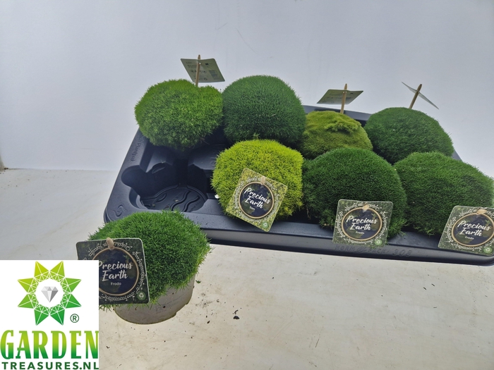 <h4>VASTE PLANTEN OV</h4>