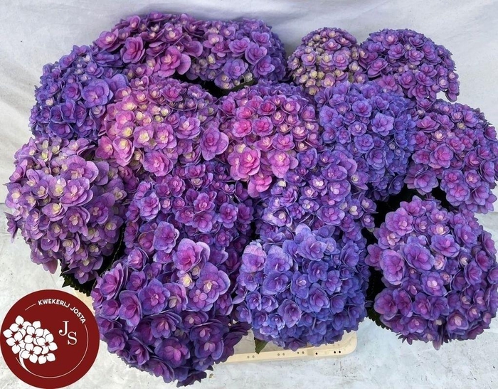 <h4>HYDR M ROY KISS</h4>