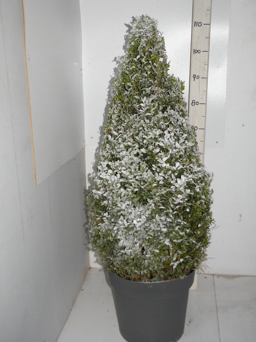 <h4>BUXU SEMPERVIRENS</h4>