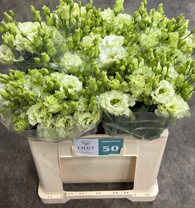 <h4>EUS G ALISSA GREEN</h4>