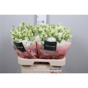 Eus G Alissa Pure White