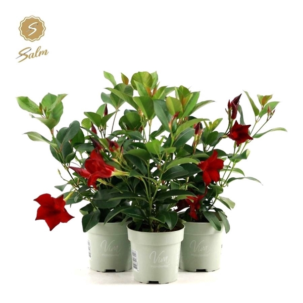 <h4>Viva Mandevilla P10</h4>