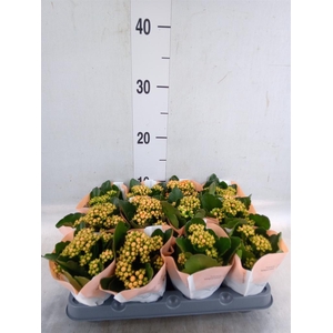 Kalanchoe  'RoseFlow Agnes'