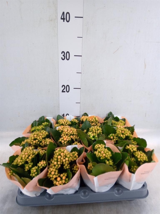 <h4>Kalanchoe  'RoseFlow Agnes'</h4>