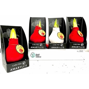 BLOEMBOL HIPPEASTRUM