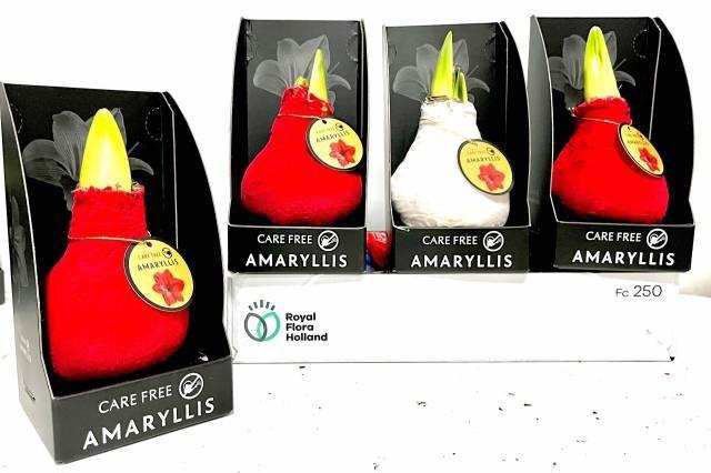 <h4>BLOEMBOL HIPPEASTRUM</h4>