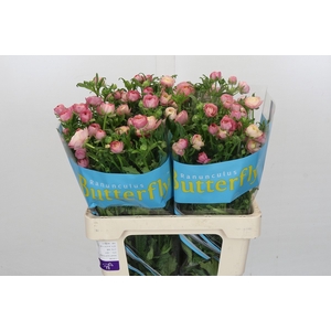 Ranunculus Butterfly Melissa