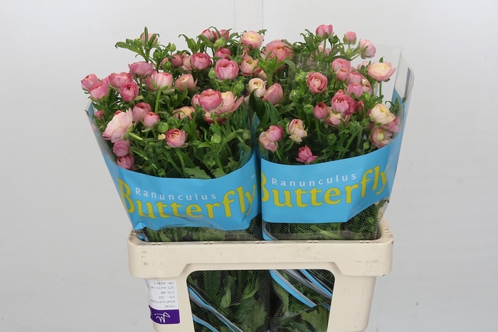 <h4>Ranunculus Butterfly Melissa</h4>