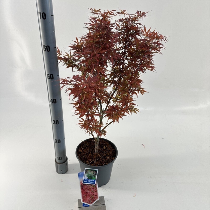 Acer palmatum Jerre Schwartz