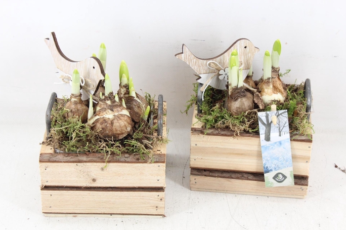 <h4>arr4 Narcis JS - Hout 4kant oor kl. x8</h4>