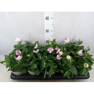 Platycodon grand. 'Astra Pink'