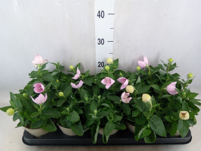 <h4>Platycodon grand. 'Astra Pink'</h4>