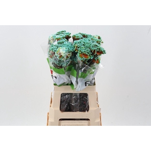 Dian. ST. Tinted Curacao