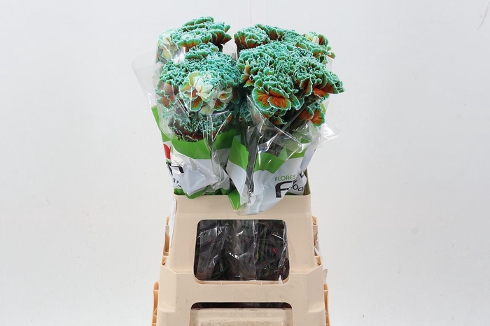 <h4>Dian. ST. Tinted Curacao</h4>