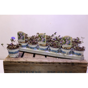 arr8 Anem Bl Blue Shades