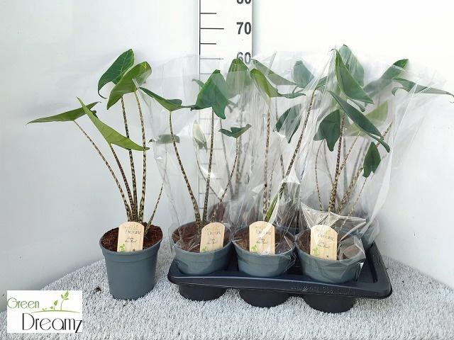 <h4>ALOC ZEBRINA</h4>