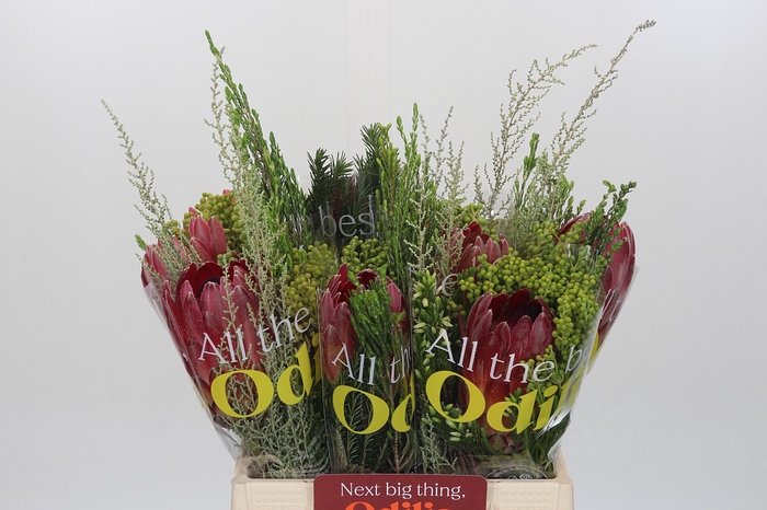 <h4>BQ Protea Sharon SFB</h4>