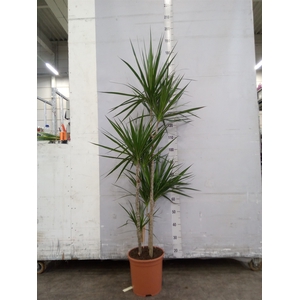 Dracaena marg.