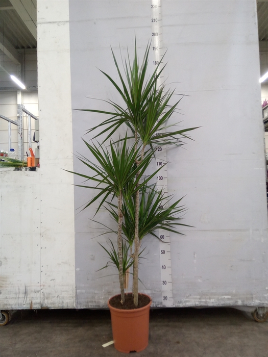 <h4>Dracaena marg.</h4>