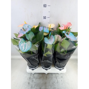 Anthurium andr. 'Cocos'