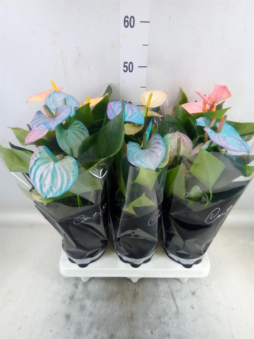 <h4>Anthurium andr. 'Cocos'</h4>