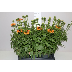 Echinacea Sunseekers Mineola
