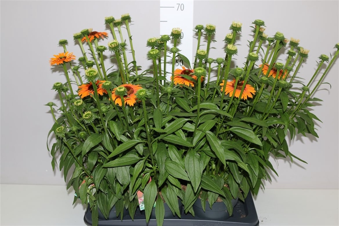 <h4>Echinacea Sunseekers Mineola</h4>