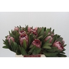 Protea Pink Ice