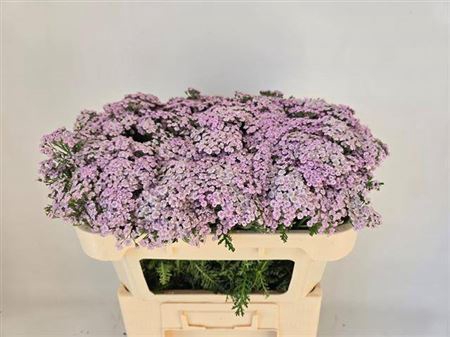 <h4>Achil M Lilac Beauty</h4>