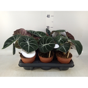 Alocasia  'Black Velvet'