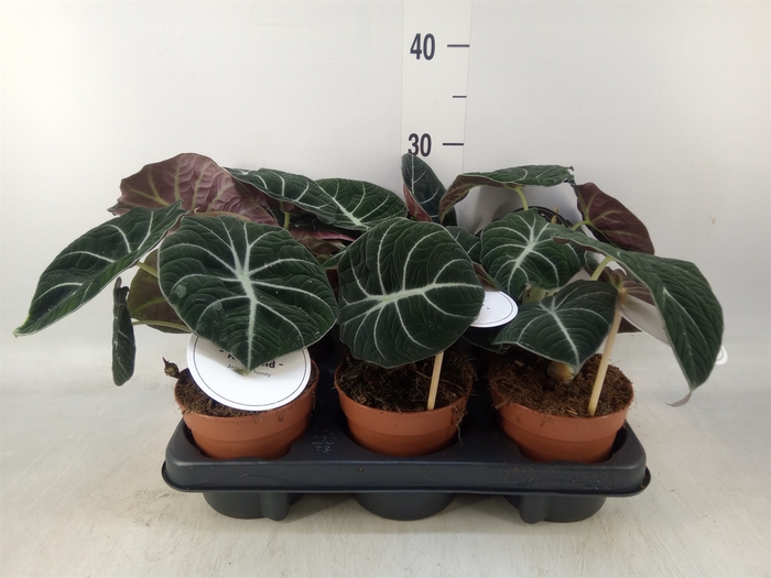 <h4>Alocasia  'Black Velvet'</h4>