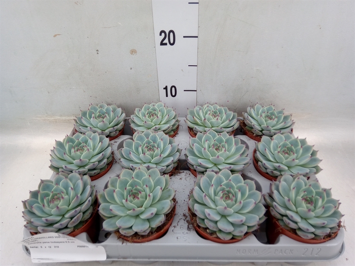 <h4>Echeveria   ...</h4>