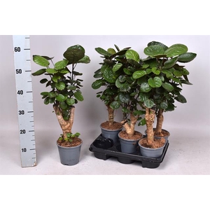 Polyscias Fabian 14Ø 55cm