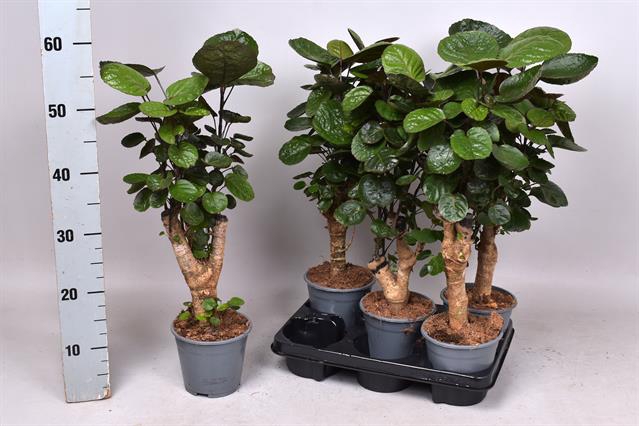 Polyscias Fabian 14Ø 55cm